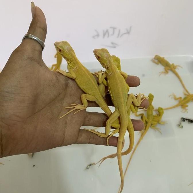 Reptil- Iguana albino / albino iguana / iguana kuning