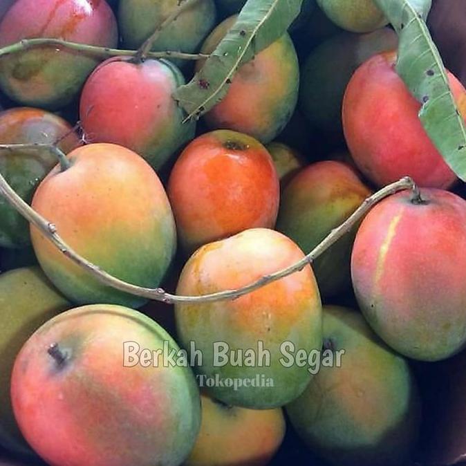 NEW MANGGA GEDONG GINCU MANIS SUPER QUALITY 1KG BEST