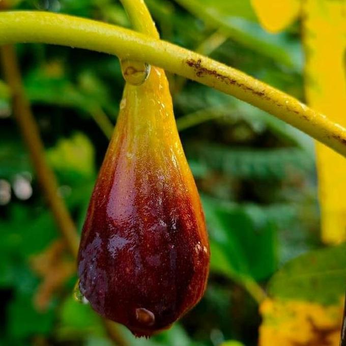 bibit tanaman buah tin langka Red Iraq cangkok