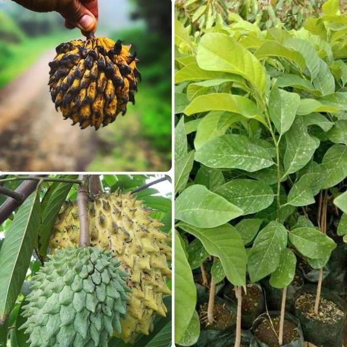 bibit buah biriba - bibit srikaya nanas - bibit sirkaya nanas