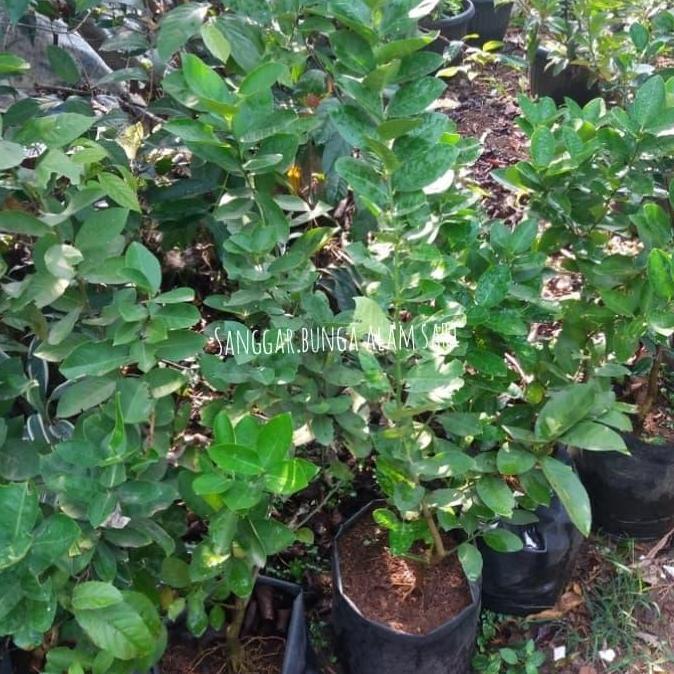 Tanaman Jeruk Nipis / Bibit buah jeruk nipis