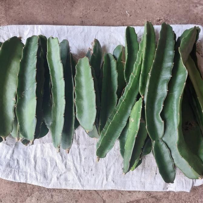 Bibit Buah Naga Golden Isis Kuning Yellow