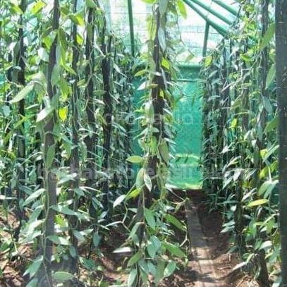 Bibit vanili bibit stek vanili per meter vanila bibit buah vanili