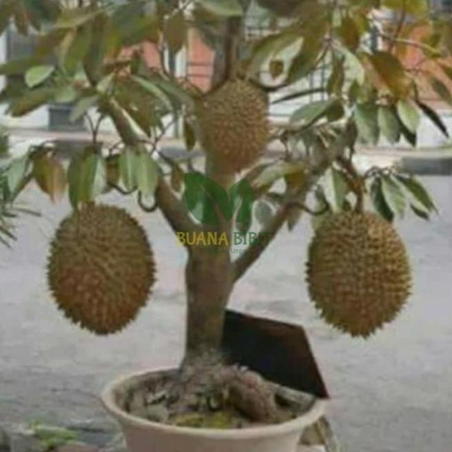 Bibit Pohon Buah Durian Montong Super Jumbo sambung Pendek fres