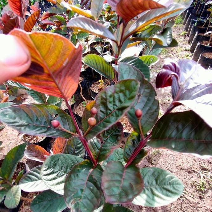 bibit buah Jambu Biji Ungu Merah stralia