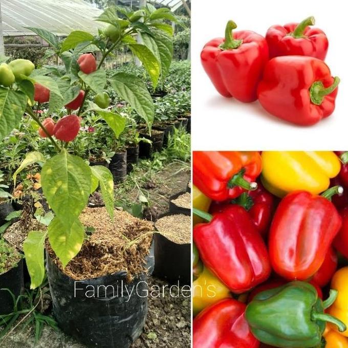 Bibit Tanaman Buah Paprika / Paprika