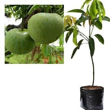 Bibit Mangga Apel Pohon Mangga Bibit Buah Mangga Apel