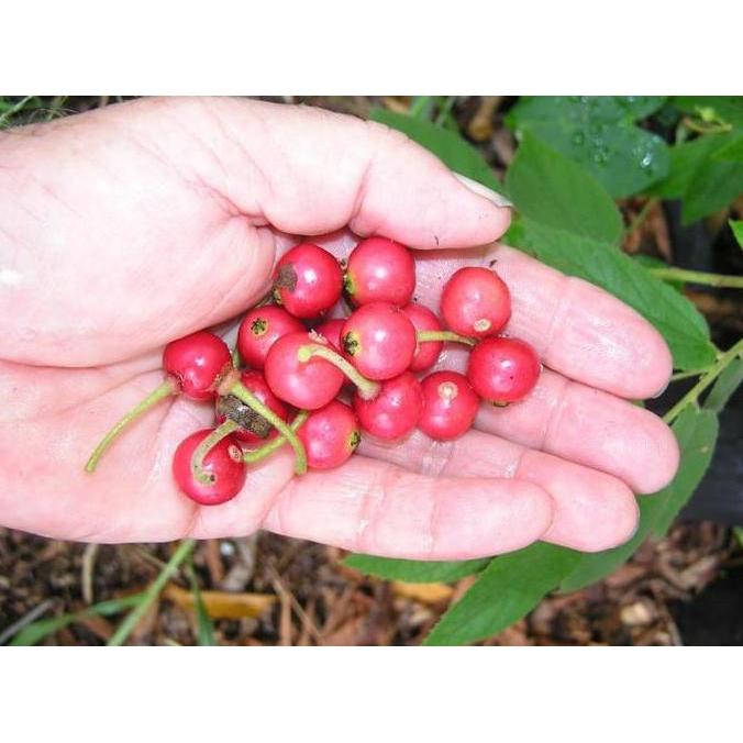 Bibit Pohon Seri Kersen - Buah Cheri Kersen - Tanaman Buah Talok