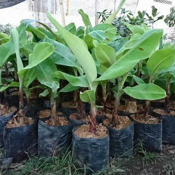 Bibit buah Pisang Kepok - Kultur jaringan