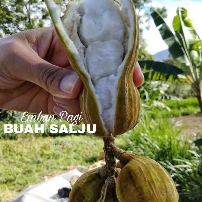 Bibit Buah Salju Asli Khas Bali Jaminan dan Valit