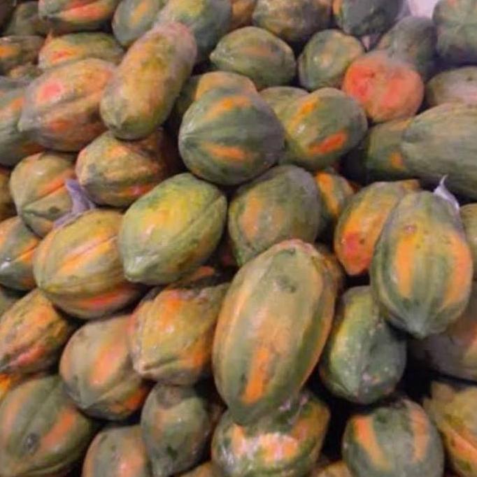Bibit Buah Pepaya Bangkok Unggul Pepaya Thailand