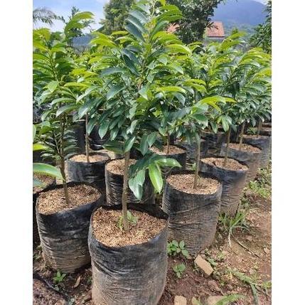 Bibit Pohon Sirsak Madu - Buah Sirsak Madu -Tanaman Sirsak