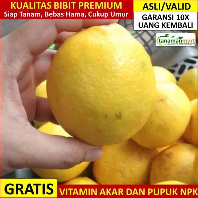 Bibit Jeruk Lemon California Asli Bergaransi, Pohon Buah Lemon
