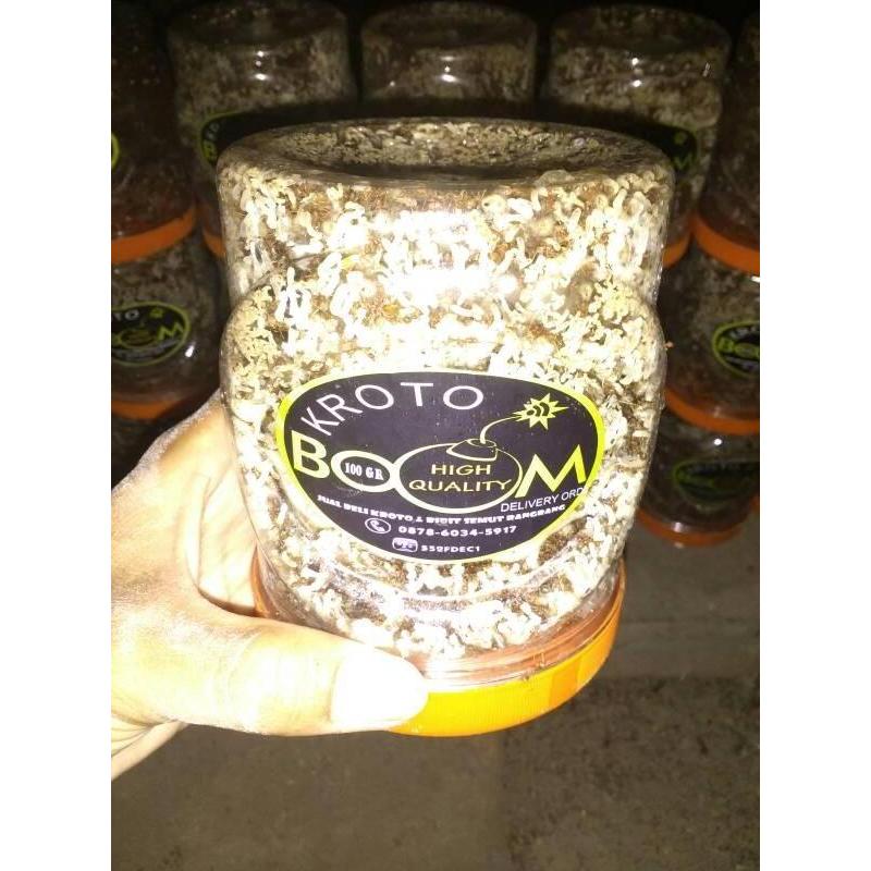 Thebest- Ratu Semut Kroto (5 gratis 1)