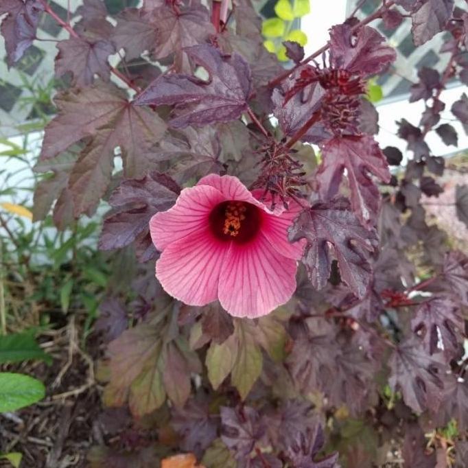 Thebest- Tanaman Hibiscus Red Panama / Cranberry Hibiscus