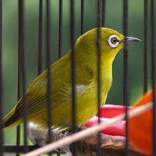 Kandang Besi Pleci Sangkar Pleci Sangkar Burung Kecil