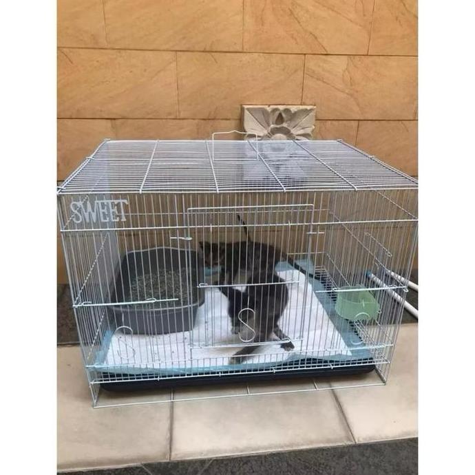 kandang ternak Umbaran jumbo ukuran 60*40 gratis tempat minum dan tempat kotoran kandang kucing kand