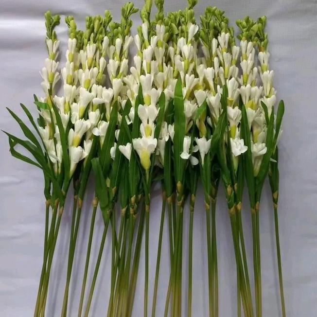 Bunga Sedap Malam Bunga Sedap Malam Artificialbunga Sedap Malam Plastik Hiasan