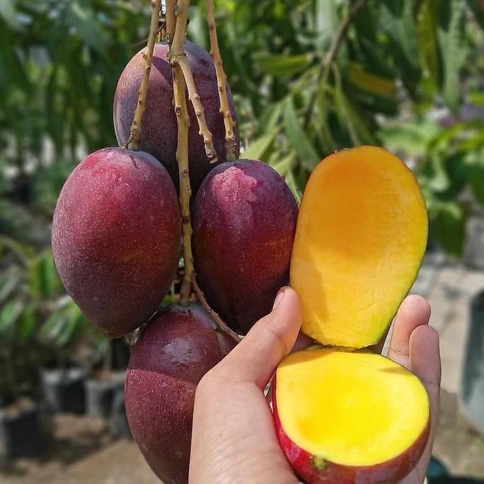 Bibit Mangga Irwin Siap Berbuah / Bibit Buah Buahan Dalam Pot