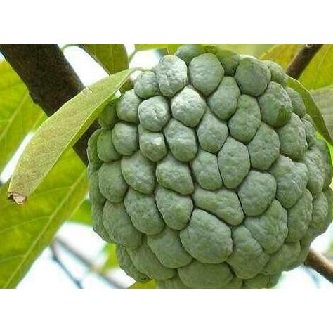 Bibit buah srikaya besar / Pohon buah srikaya besar