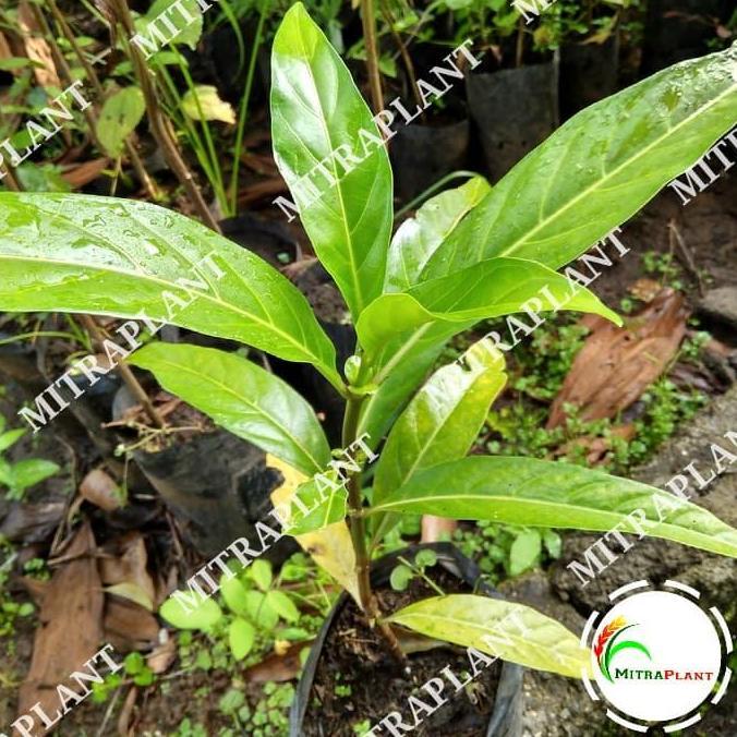 Bibit Pohon Mengkudu - Buah Mengkudu - Tanaman Mengkudu