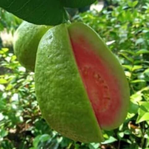 BIBIT TANAMAN BUAH JAMBU BIJI CHEGUA OKULASI NGETOOP