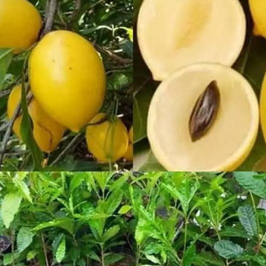bibit buah so abiu jumbo / so stralia cepat berbuah