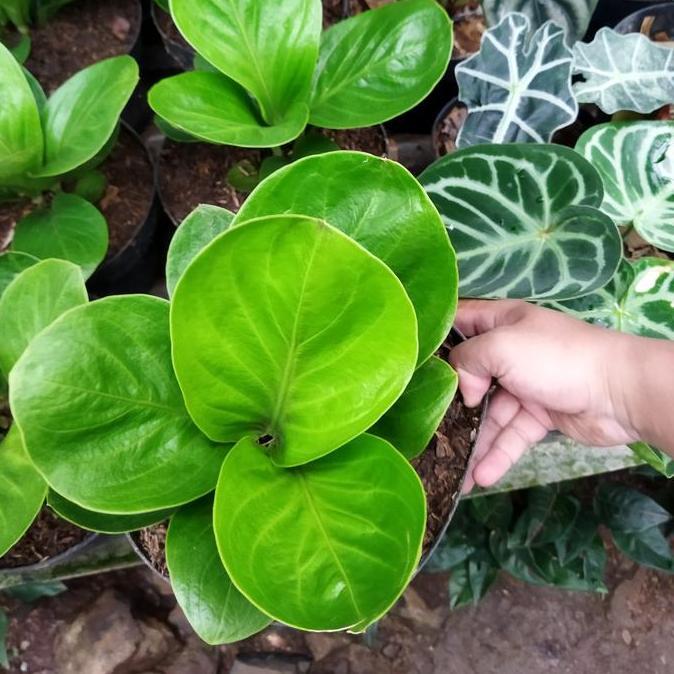 tanaman hias anthurium jemani mangkok lady gaga besar
