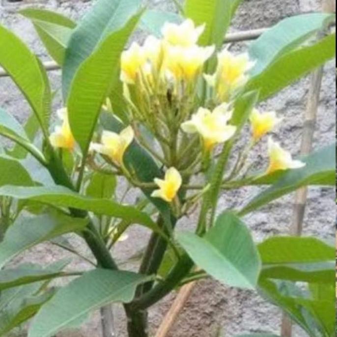 tanaman hias kamboja bali // pohon hias kamboja bali // kamboja bali