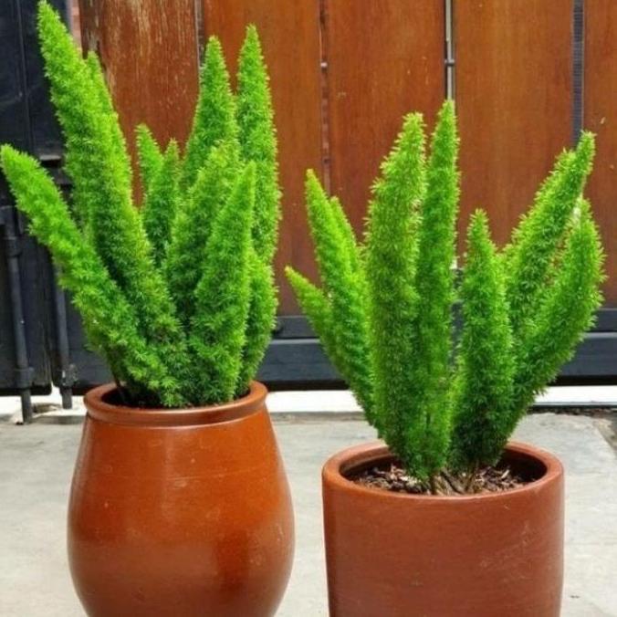 PROMO Tanaman Hias Cemara Ekor Tupay Dewasa Rimbun / Tanaman Hidup Cemara Ekor Tupai / Pohon Cemara 