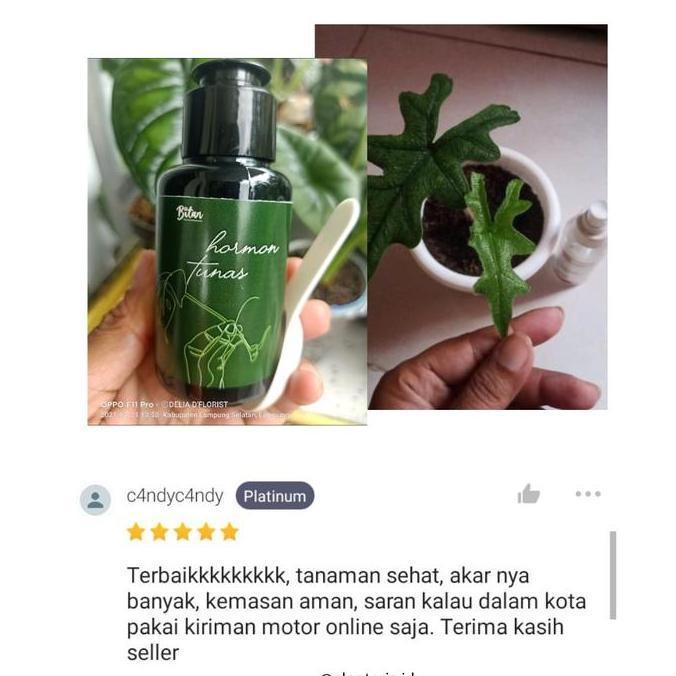 Gardenwill Hormon Tunas Tanaman Penumbuh Tunas Aglonema