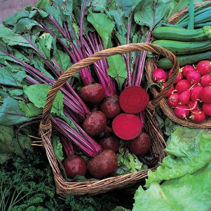 Bibit Biji - Beetroot Boltardy Buah Bit Merah Seeds - IMPORT