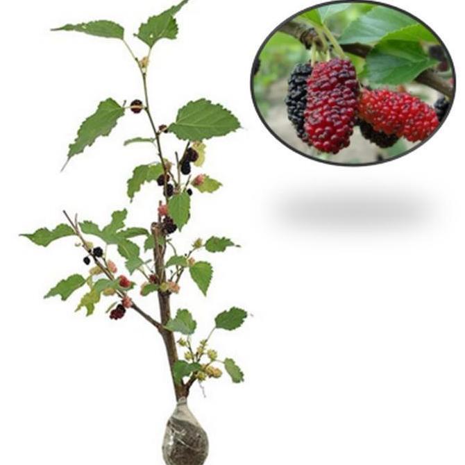 Bibit Buah Murbei jumbo