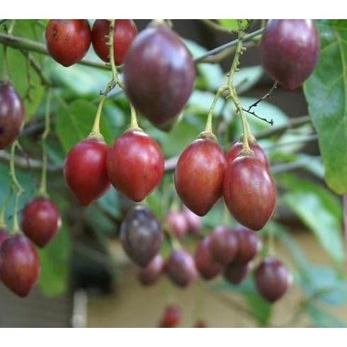 Bibit Tanaman Buah Terong Belanda 50cm