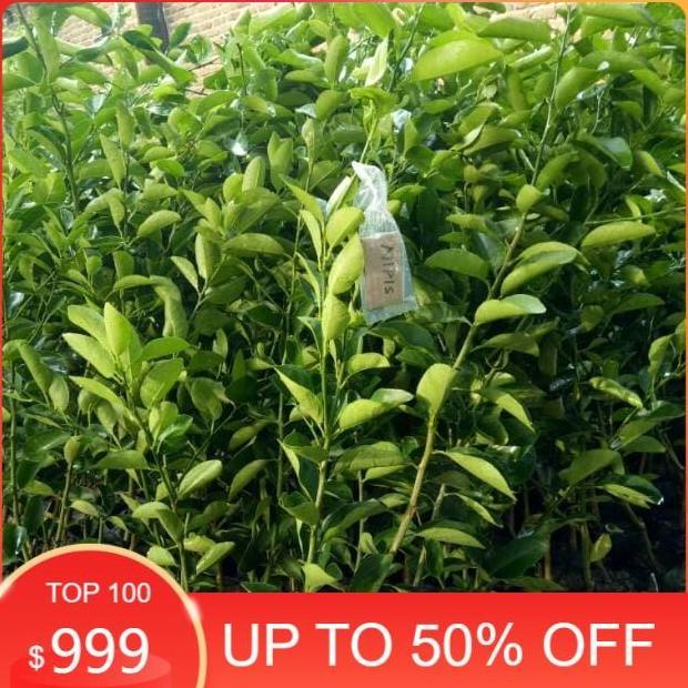 Bibit buah jeruk nipis okulasi