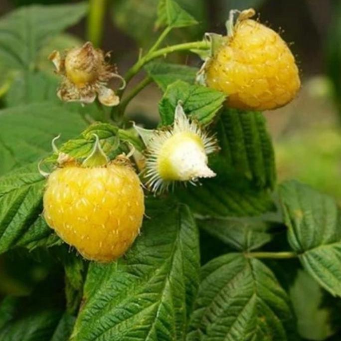 Bibit Buah Raspberry Kuning / Yellow Raspberry / Golden Raspberry,