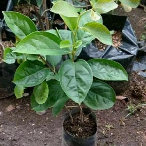 fresh Bibit Tanaman Buah Kesemek Persimon Import