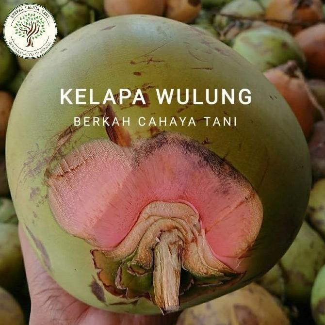 Bibit Tanaman Buah Kelapa Wulung-Bibit Pohon Kelapa Hij Wulung Super