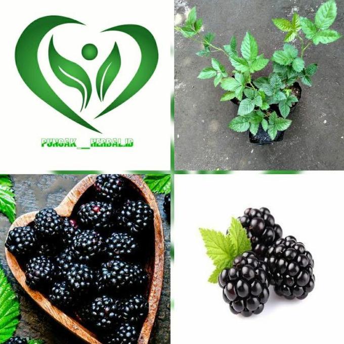 bibit tanaman buah blackberry pohon blackberry