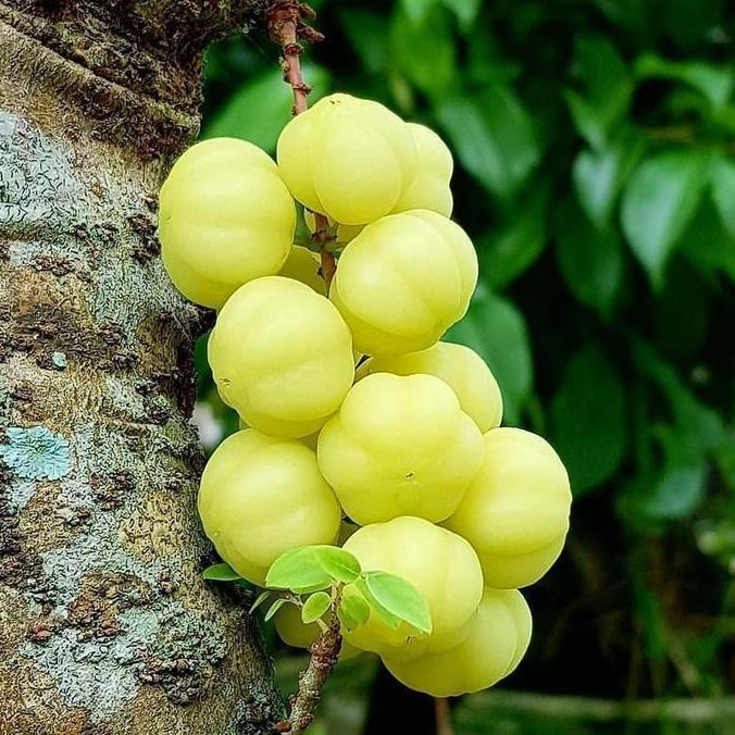 Buah Cermei/Cermai/Cerme segar - bibit buah cermai