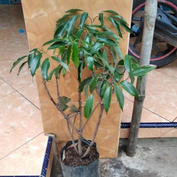 bibit tanaman buah leci merah leci com pohon leci merah cangkok