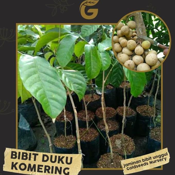 Bibit Tanaman Buah - Duku Komering Okulasi 30-35cm