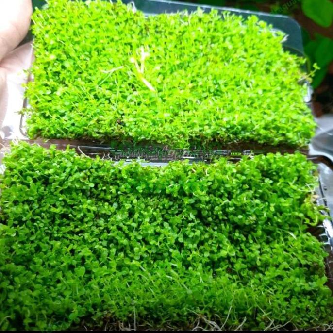 Tanaman carpet Montecarlo Lempeng | Tanaman karpet Aquascape