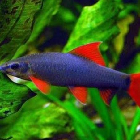 Ikan hias redfin shark hitam | ikan hias aquarium aquascape