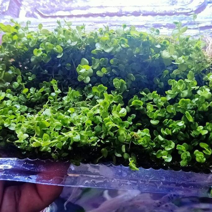 Monte Carlo tanaman aquascape