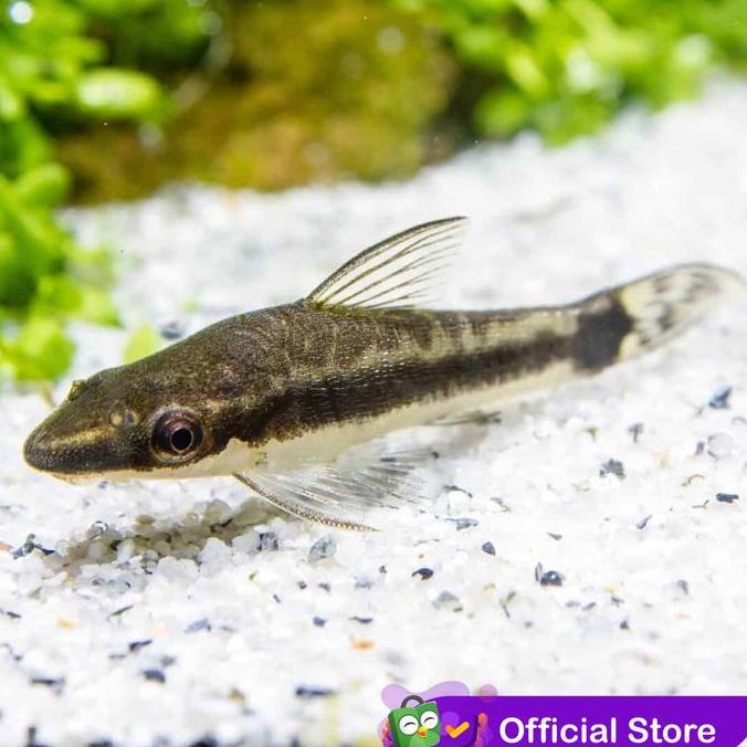 Otocinclus Affinis / Pemakan Alga / Ikan Hias Air Tawar