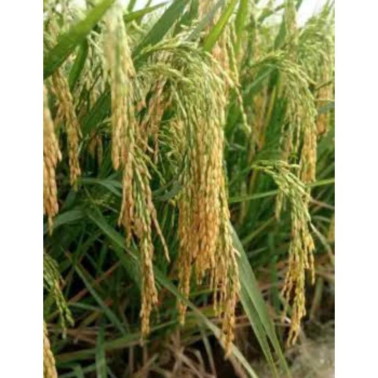 Bisa Cod Bibit Padi Rajasa 01 Kemasan 5Kg,, Padi 1000 Bulir >>