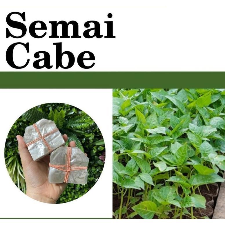 Bisa Cod Plastik Polybag / Polibeg Semai Cabai / Cabe Dan Sayur Isi 1000 Lembar Media ...