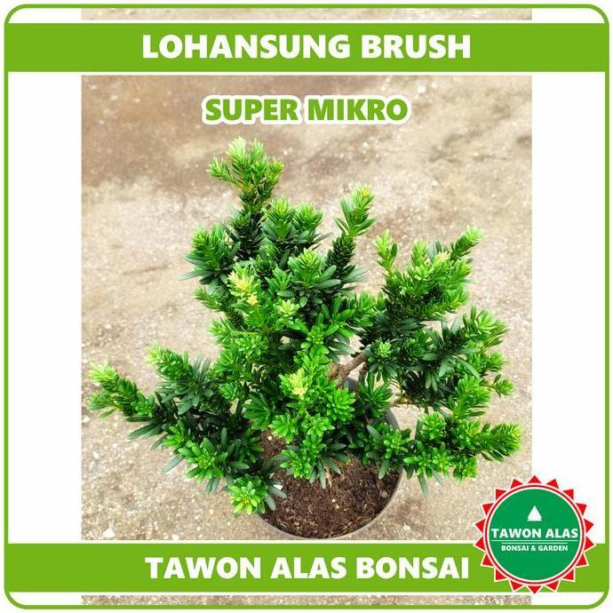 PROMO BONSAI LOHANSUNG | Super Mikro Air Brush, Taiwan, Blue Cincuan, Blue Ice, Pucuk Pink