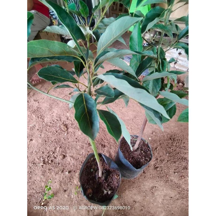 PROMO Langka  Bibit Tanaman Alpukat CMX - Mexico - Daun Untuk Salad/Topping